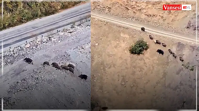 Yüksekova-Van kara yolu üzerinde domuz sürüsü görüntülendi
