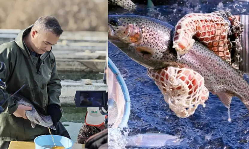 Alabalık üretiminde kaliteyi artırmaya yönelik saha çalışması