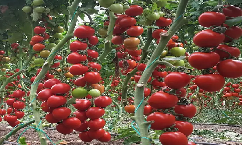 Atıl araziler üretime kazandırılıyor: Fide başvuruları başladı