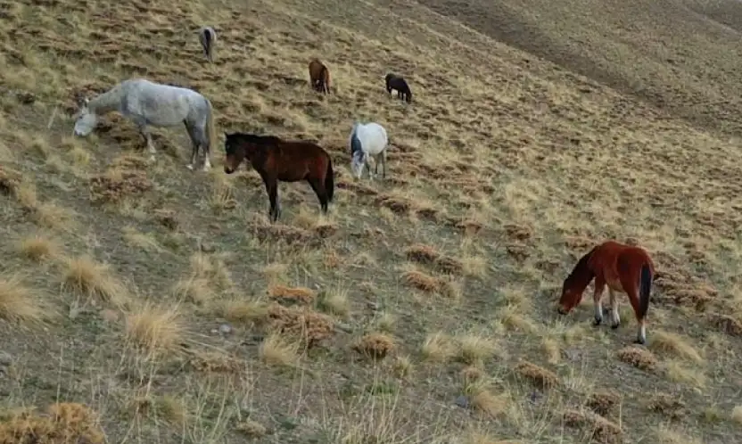 Başıboş bırakılan at ve eşekler hem trafiği hem yaban hayatını tehdit ediyor