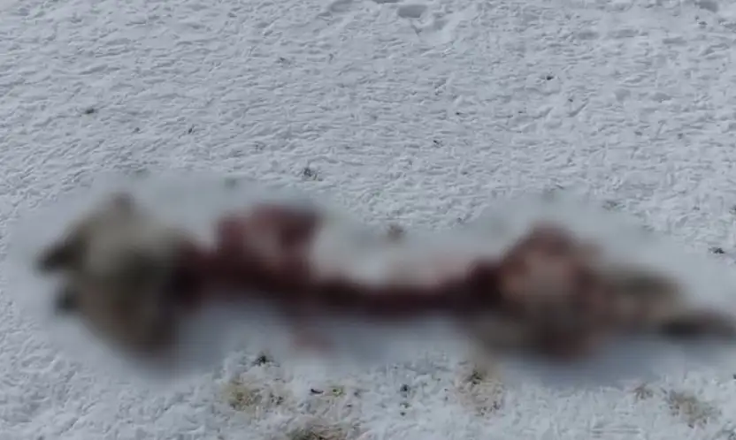 Başkale'de aç kalan kurtlar köpeği parçaladı