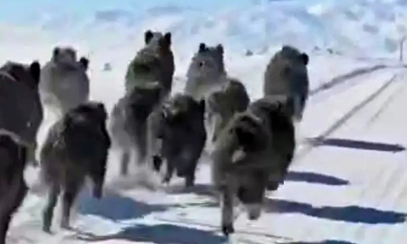 Başkale'de domuz sürüsü görüntülendi