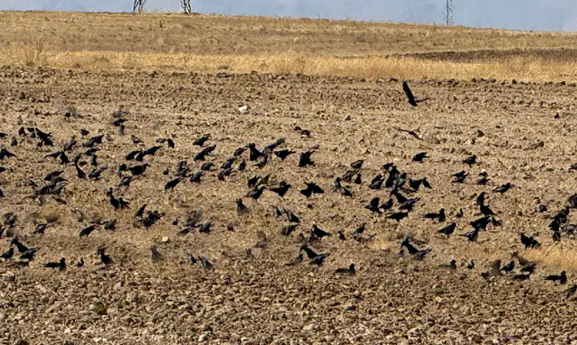 Başkale'deki çiftçilerin kargalarla başı belada