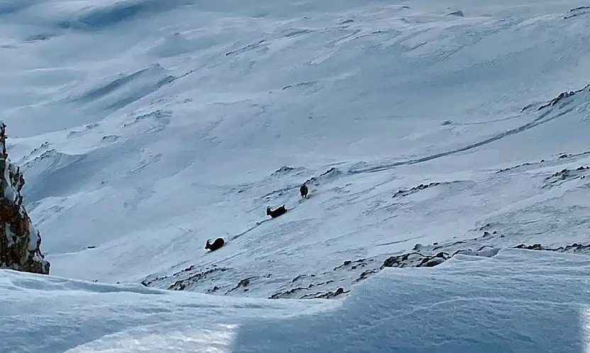 Çatak'ta dağ keçileri görüntülendi