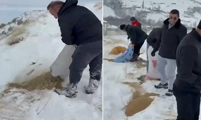 Dağ keçileri için yem bırakıldı