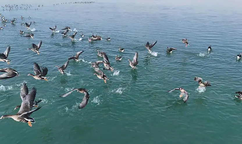 Erçek Gölü'nün misafirleri havadan görüntülendi