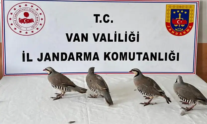 Erciş'te kaçak keklik avına geçit yok: 4 keklik ele geçirildi