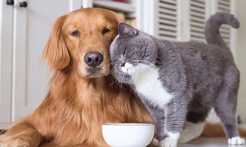 Evcil hayvan sahiplerine uyarı