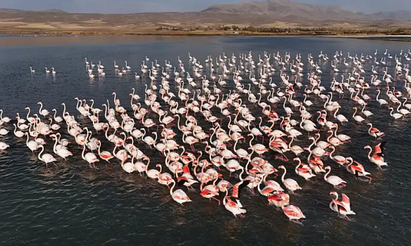 Flamingolar, Erçek Gölü'ndeki konaklama süresini uzattı