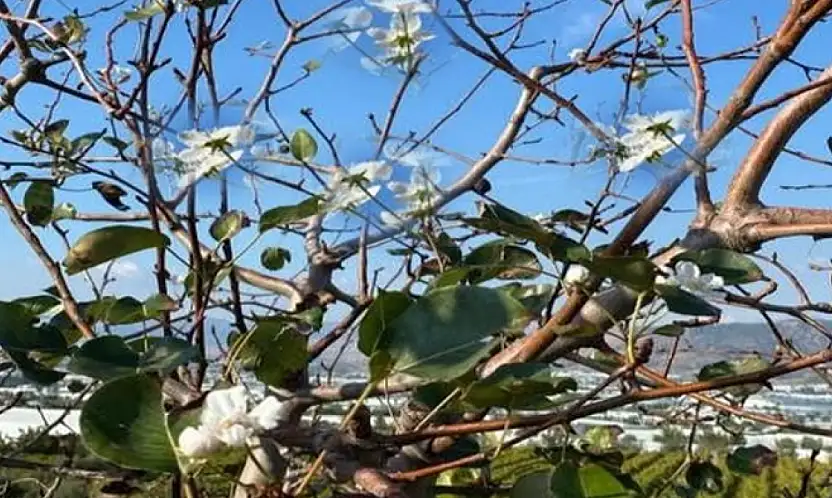 Gevaş'ta armut ağacı Aralık ayında çiçek açtı