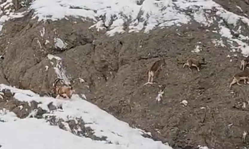 Güzeldere'nin karla kaplı yamaçlarda dağ keçileri görüntülendi
