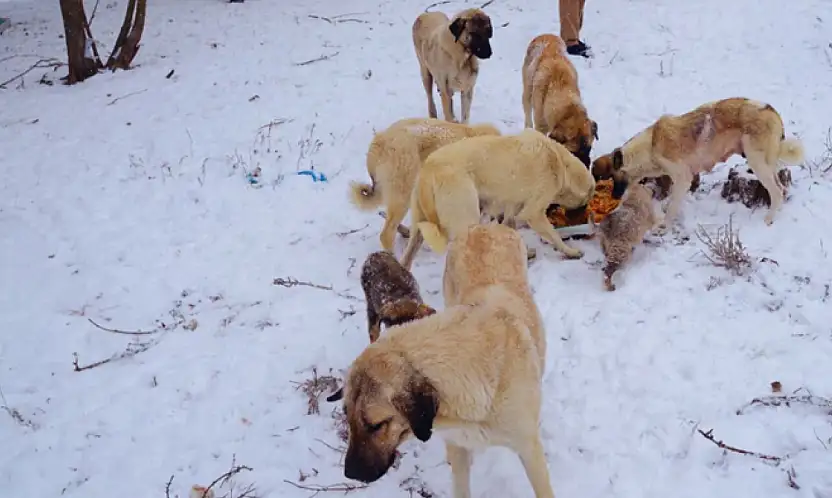 Hayvanseverlerden duyarlılık çağrısı: Doğaya yem bırakın