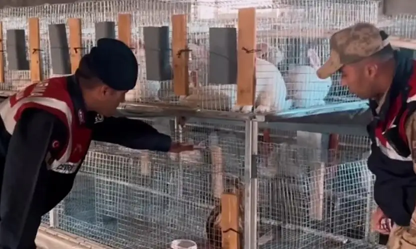 Kızıl şahin emin ellerde