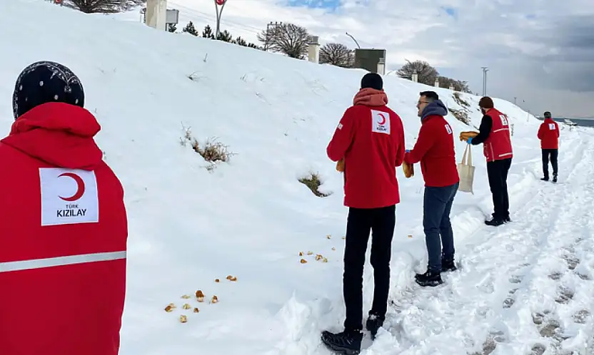 Kızılay Erciş Şubesi, sokak hayvanlarına yardım eli uzattı