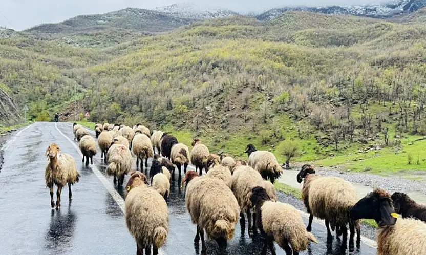 Küçükbaş hayvanlar yaylalardan ovalara iniyor