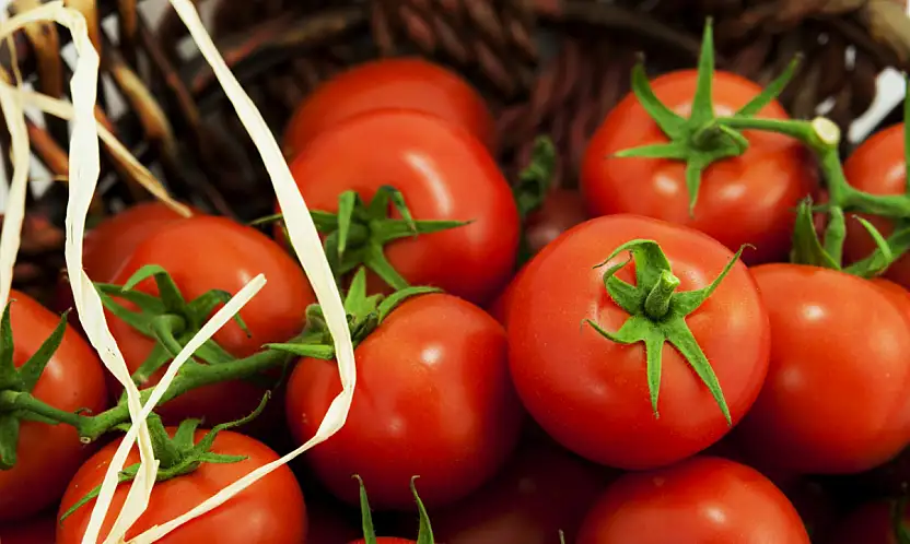 Muradiye'de Domates Yetiştiriciliği projesi için ön başvurular başladı