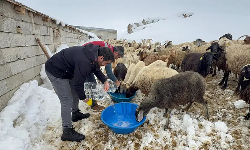 Muradiye'de hayvan yetiştiricilerine kış desteği