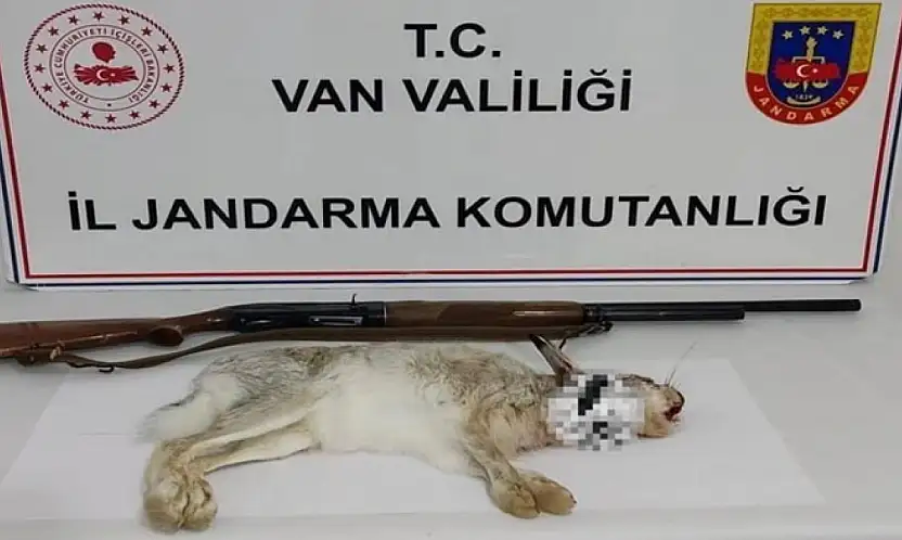 Muradiye'de yaban tavşanı avlayana para cezası