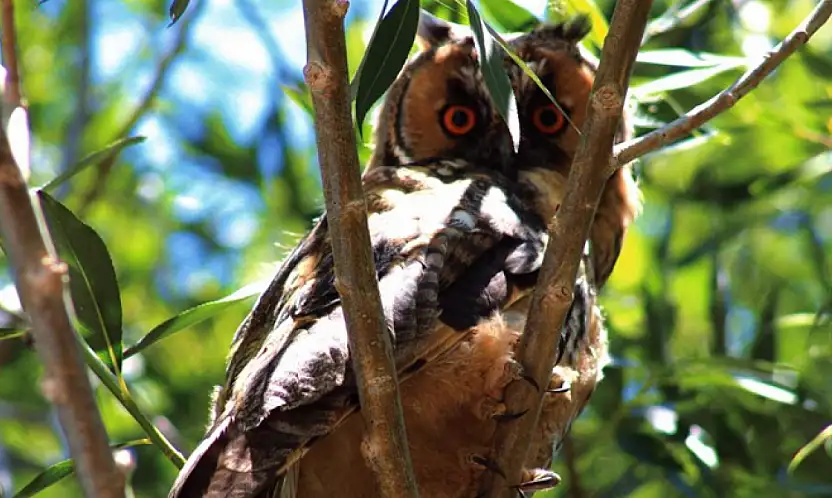Özalp'te kulaklı orman baykuşu görüntülendi