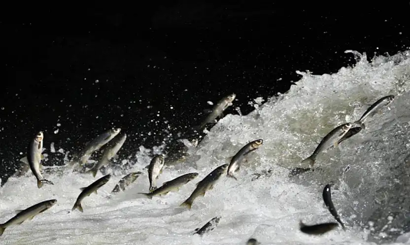 Prof. Dr. Alaeddinoğlu: İnci kefalinin nesli ciddi tehdit altında