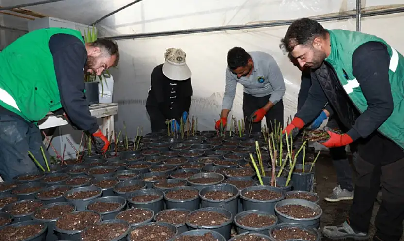 Seralarda kışın ilk fideleri dikiliyor