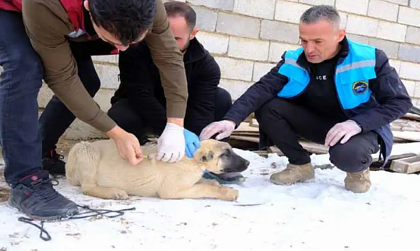 Sokak hayvanları için aşı çalışması yapıldı
