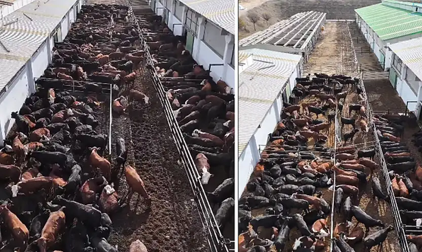 Vali Balcı: Düve Üretim Merkezi Van'a hayırlı olsun!