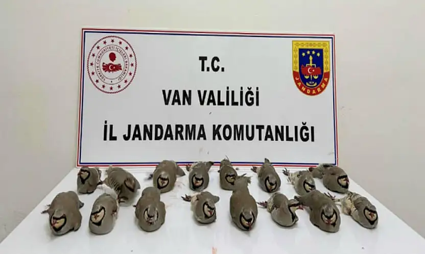 Van'da 17 kınalı keklik kurtarıldı