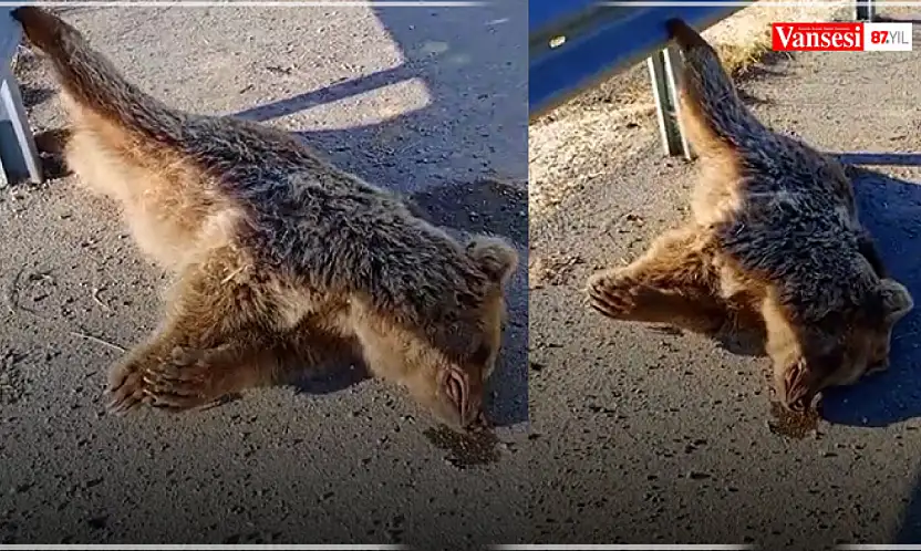 Van'da aracın çarptığı ayı telef oldu