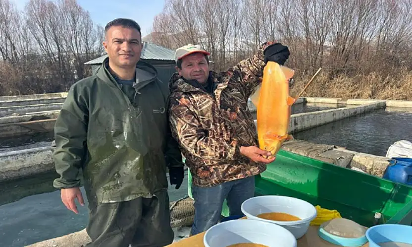 Van'da binlerce ton kapasiteli tesislerde alabalık sağımı başladı