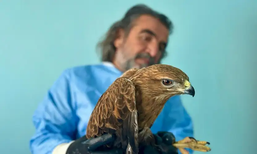 Van'da bitkin düşen yaban hayvanlarına şefkat eli