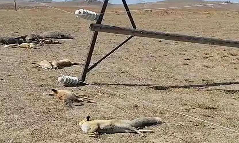 Van'da korkunç manzara: Düşen enerji hattı yaban hayvanlarını öldürdü