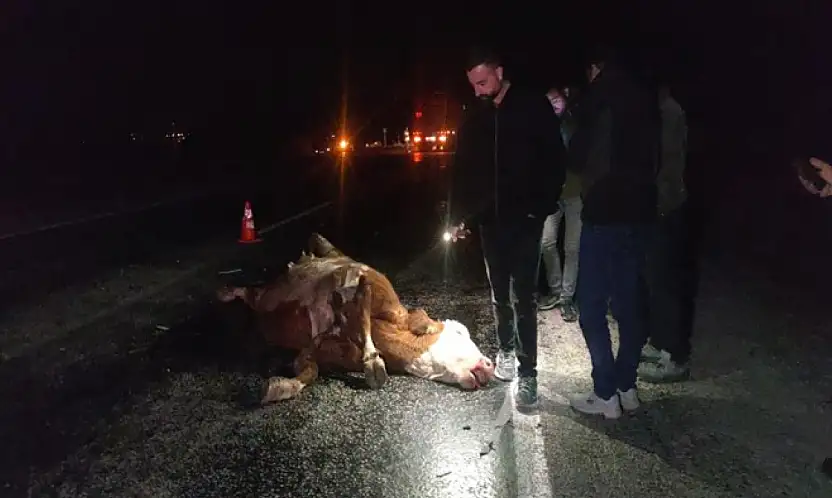 Van'da minibüs ve otomobil ineğe çarptı