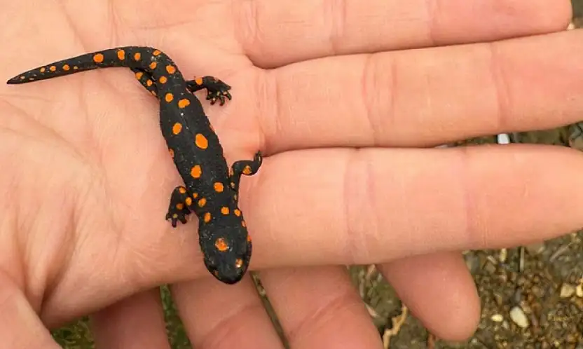 Van'da nadir rastlanan benekli semender görüldü