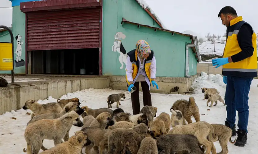 Van'da sahipsiz hayvanlara şefkat eli