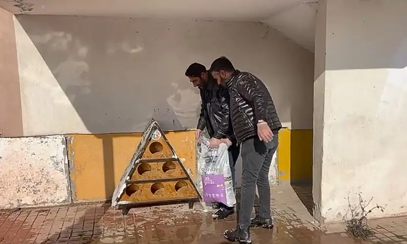 Van'da sokak kedilerine kış desteği