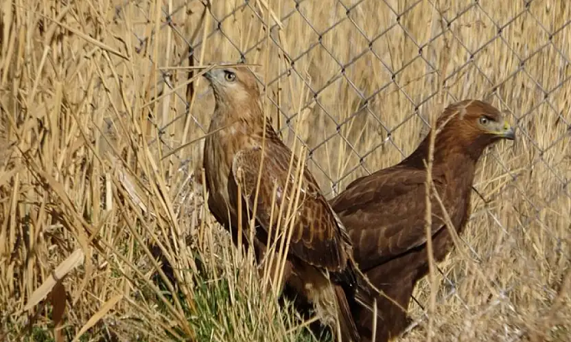 Van'da tedavi edilen yırtıcı kuşlar doğal yaşam alanına salınıyor