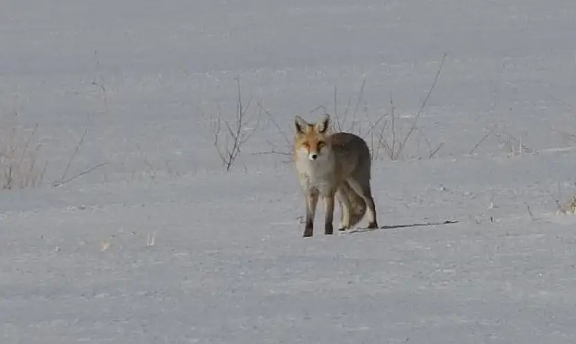 Van'da tilkilerin kar altındaki fare avı görüntülendi