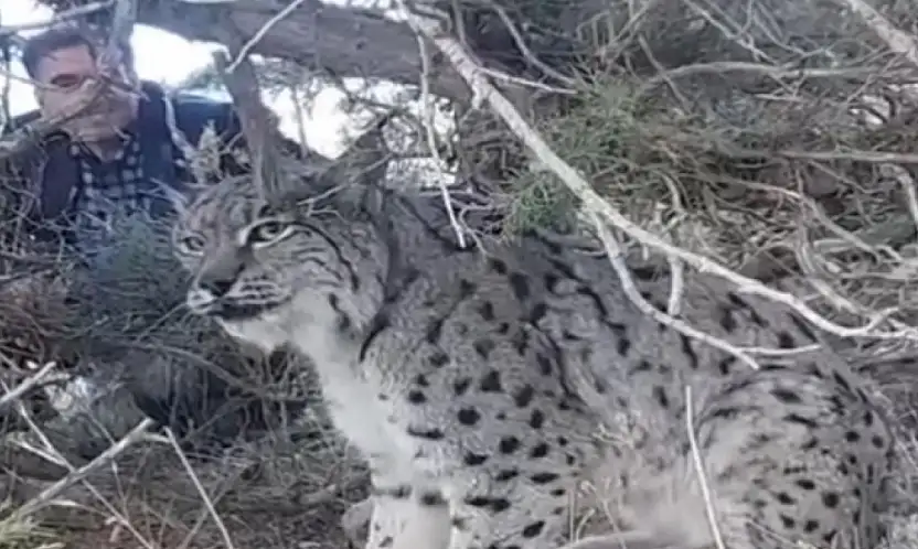 Van'da vaşak görüntülendi
