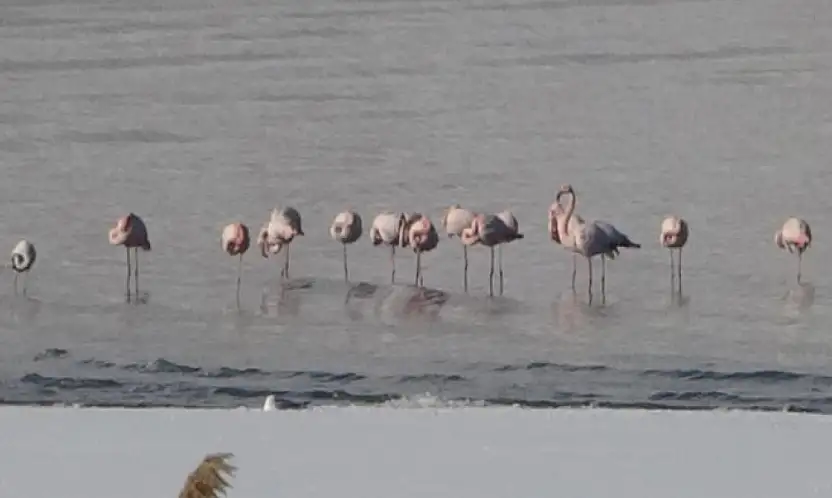 Van Gölü Havzasında flamingolar göç etmedi