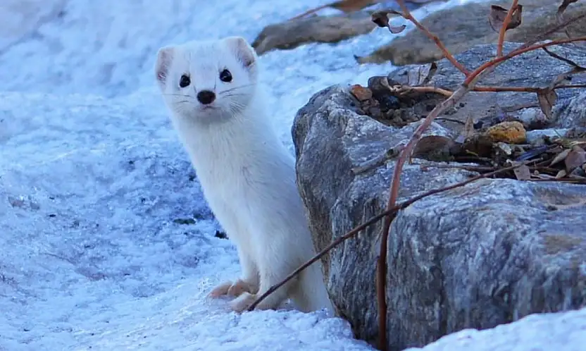 Van Gölü kıyısında beyaz gelincik görüldü