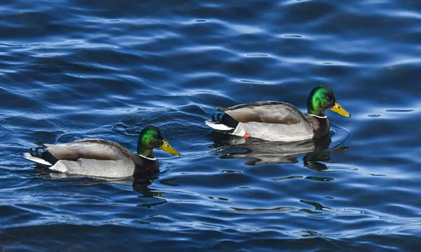 Van Gölü sahilinde yeşilbaş ördekler görüntülendi
