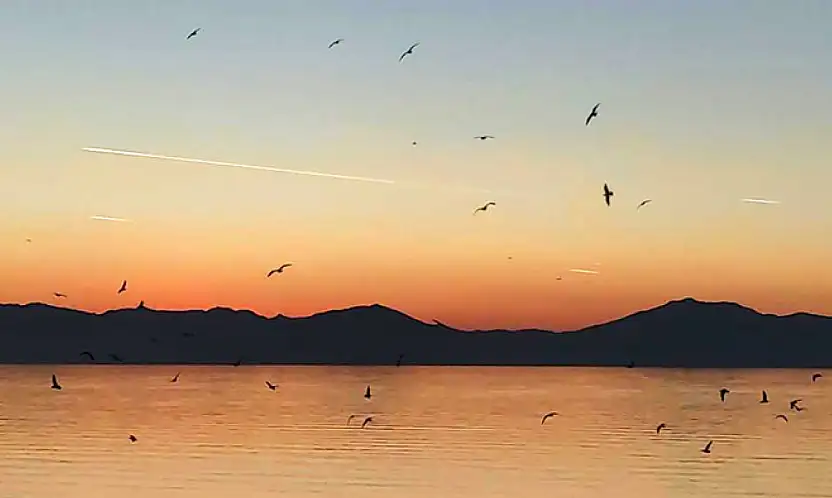 Van Gölü üzerinde kuş sürüsünün görsel şöleni