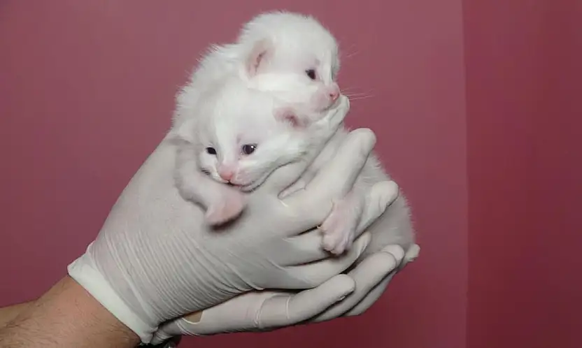 Van Kedi Villası'nda bu yıl 120 yavru dünyaya geldi