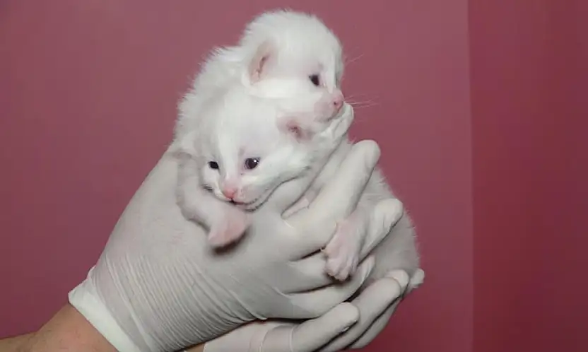 Van Kedi Villası'nda bu yıl 120 yavru dünyaya geldi