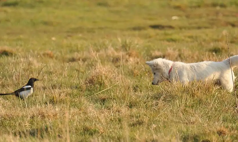 Van kedisine benzetti, fare avlayan köpek olduğu ortaya çıktı