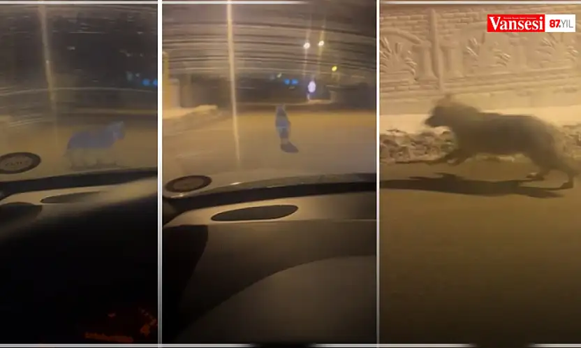 Van'nda gece saatlerinde kurt görüldü