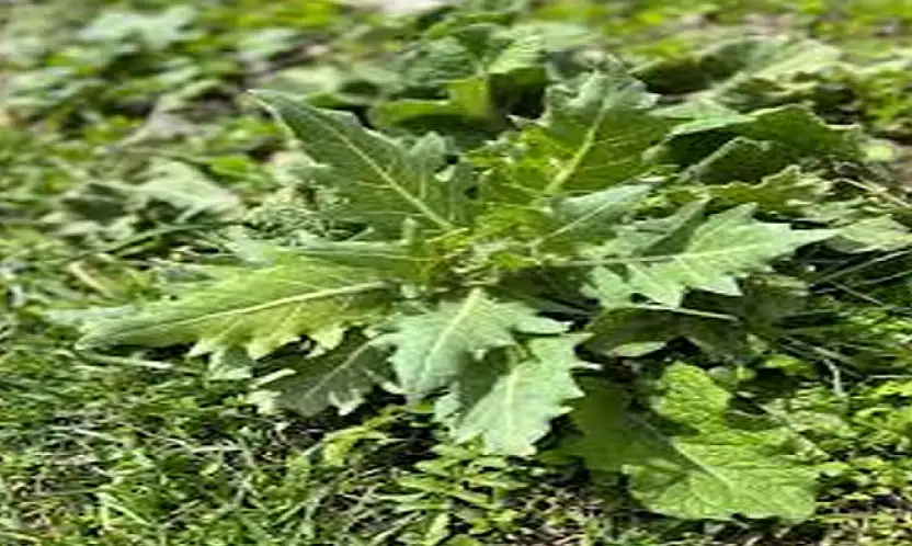 Van Tarım ve Orman İl Müdürlüğü'nden 'güzelavrat otu' uyarısı