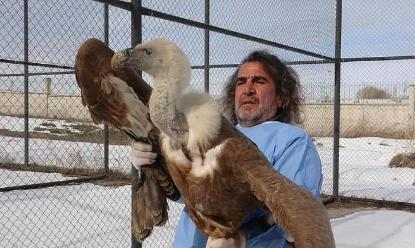 Van YYÜ'de tedavisi tamamlanan yırtıcı kuşlar yeniden doğaya kanat açıyor