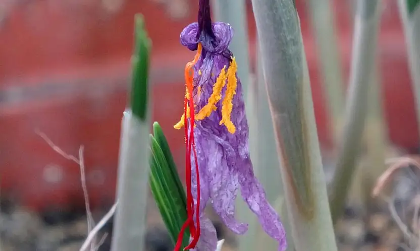 VANF Herbaryumu'nda safran koruma altında
